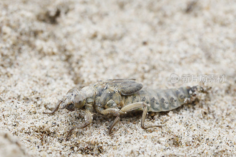 河棒尾蜻蜓(Gomphus flavipes)幼虫